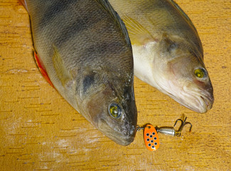scene of pair of perches with bait