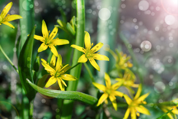 Gagea is spring flowers, grows in damp deciduous woodland.