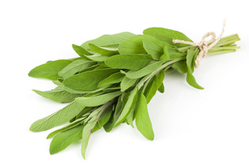 Sage plant on a white background