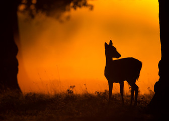 Fallow deer at dawn