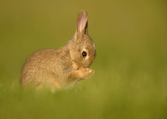 Naklejka premium European Rabbit juvenile washing itself in the meadow.
