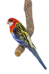 Rosellasittich (Platycercus eximius)