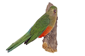 Königssittich (Alisterus scapularis)