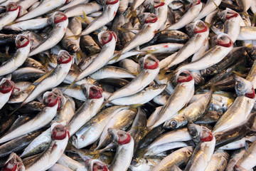 Fresh fish in the market