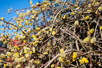 Wiosna w ogrodzie © Mirek