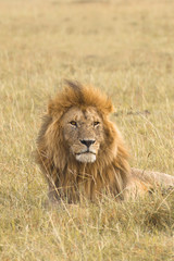 Naklejka na ściany i meble Portrait of a big male lion