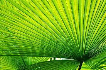 Green leaf texture