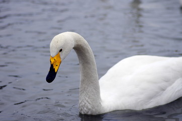 Fototapeta premium 冬の使者