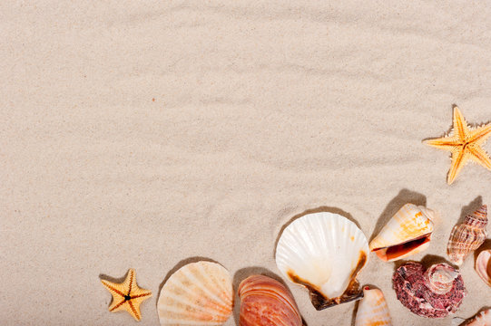 seashells and starfish on a sandy background