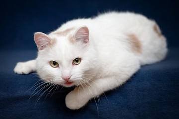 White beautifull cat lying on blue blanket