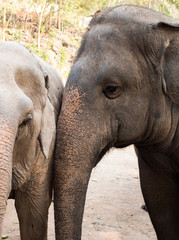 head of a Asian elephant