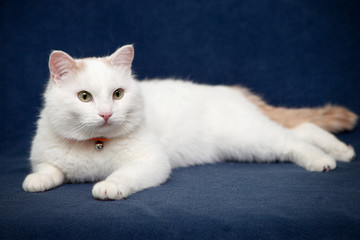 Fototapeta na wymiar White beautifull cat lying on blue blanket