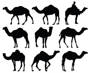Black silhouettes of camels, vector
