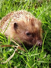 Jeune herisson qui se promène dans mon jardin