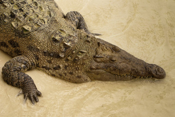 Animals in wild. Crocodile basking in the sun,Colombia