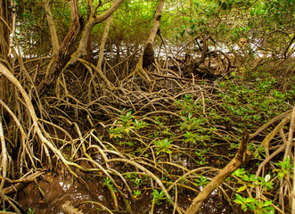 Mangrove forest in Colombia, islands caribbean Mucura