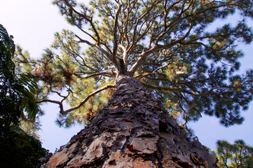 Fototapeta premium majestic pine tree
