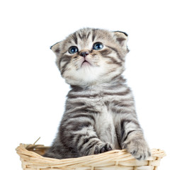 funny baby Scottish british kitten sitting in basket