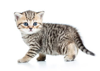 Fototapeta na wymiar brytyjski kot szkocki dziecka na białym tle