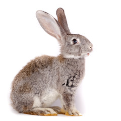 Obraz premium Rabbit