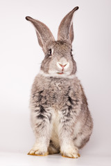 Obraz premium Rabbit