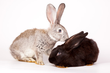 Rabbit