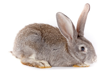 Obraz premium Rabbit