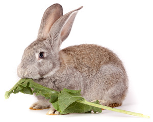 Rabbit