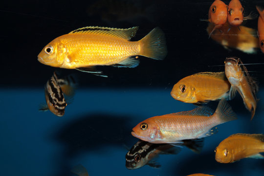 Yellow morph of Labidochromis caeruleus aquarium fish