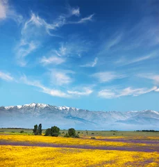  Beautiful colors in Mountain valley / yellow and purple flowers © Taiga