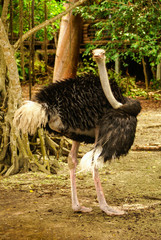 Ostrich on the Caribbean island of Mucura Colombia