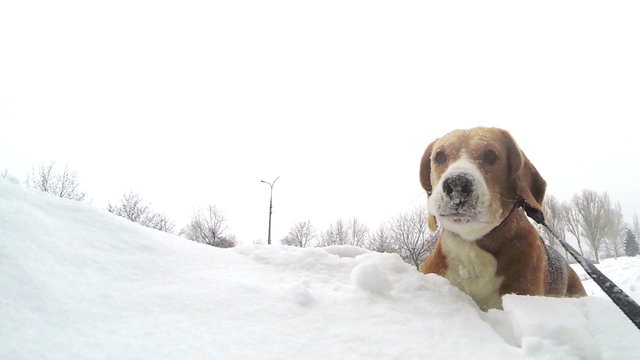 Beagle puppy bury oneself into snowdrift slow motion video