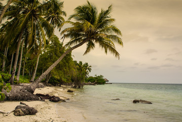 palm trees on tropical beach in the colombia,America Sur