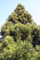 Japanese Cedar