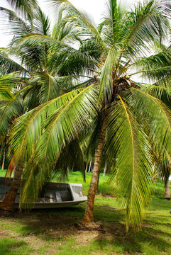 Green Palm Forest in Colombian Island Mucura