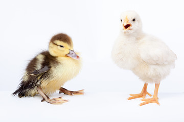 Chicken and duckling