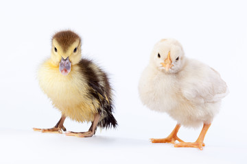 Chicken and duckling