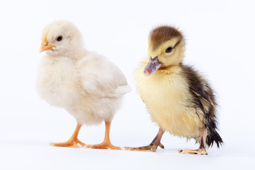 Chicken and duckling