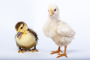 Chicken and duckling