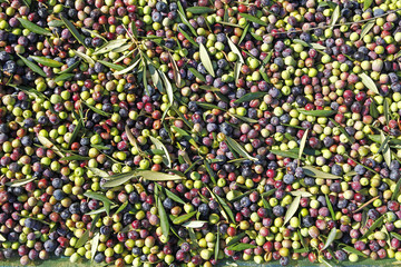 Fresh olive fruits