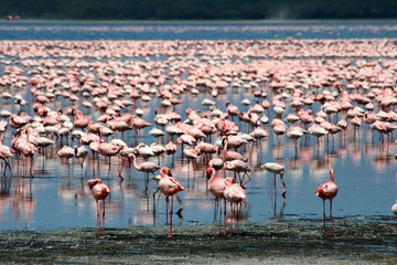 Fototapeta premium Flamingos in Africa