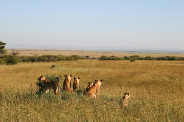 Fototapeta na wymiar Grupa dzikich lwów