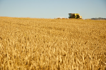 Combine harvester at work harvesting a field of wheat.