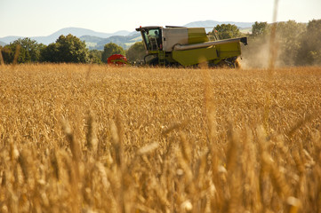 Obraz premium Combine harvester at work harvesting a field of wheat.