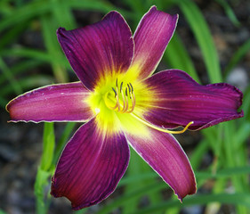 Kwiat liliowca - purpurowy