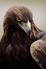 Golden Eagle