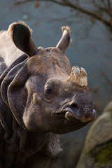 Obraz premium Rhinoceros