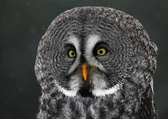 Great Grey Owl Profile