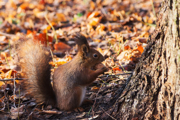 Red Squirrel in autumn forest (Sciurus vulgaris)