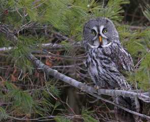 Great Grey Owl in Pine Tree